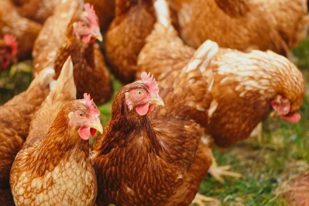 investing in commodities (Livestocks)