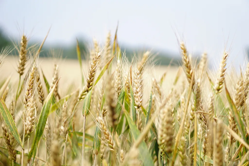 investing in commodities (Agriculture)